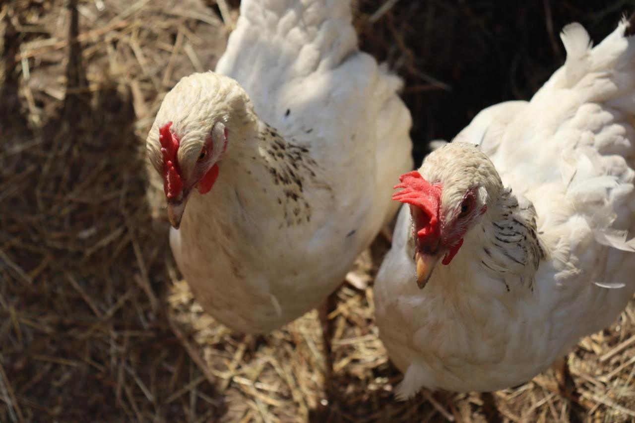 Agro Zula Daire Hrabušice Dış mekan fotoğraf